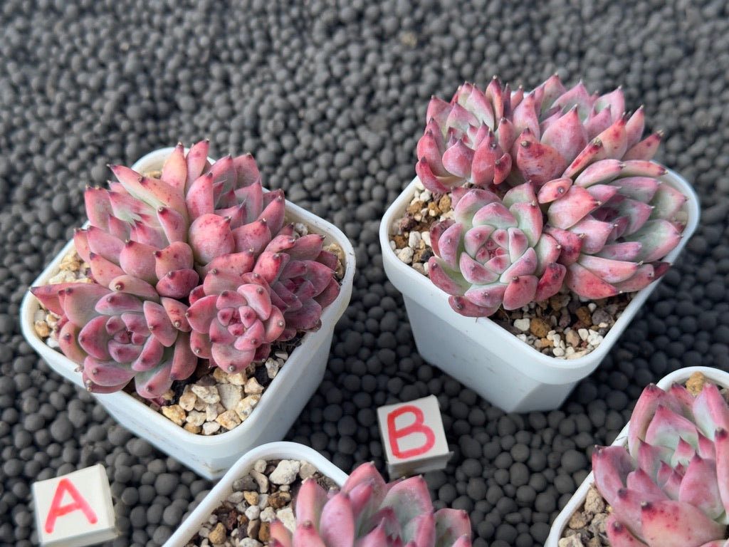 Pink Echeveria colorata Imported Succulent Plant
