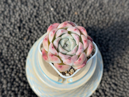 Echeveria Pink Lina Imported Succulent Plant