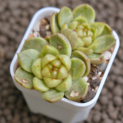 Echeveria Sky Jelly Imported Succulent Plant - C