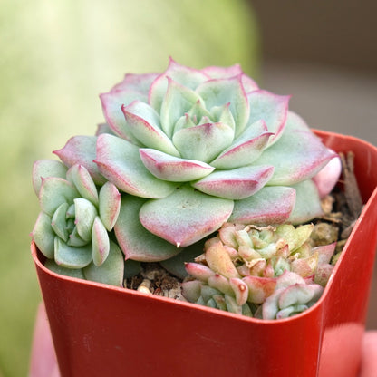 Echeveria Queen Rose Korean Succulent Plant Air Magic hybrid