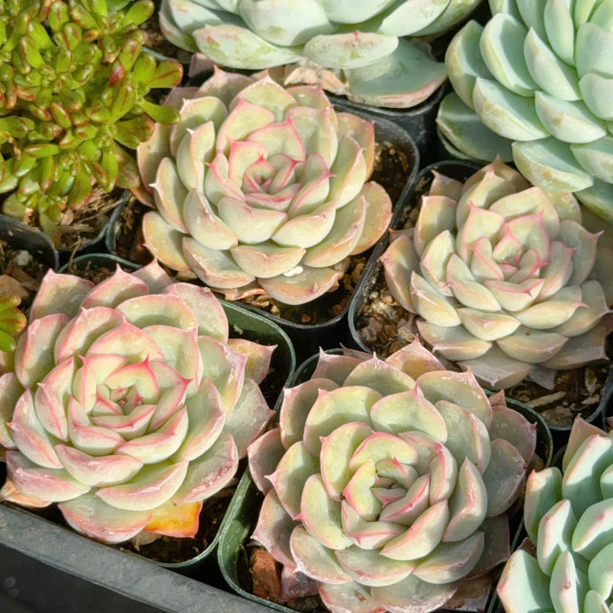 Echeveria Hercules Succulent Plant