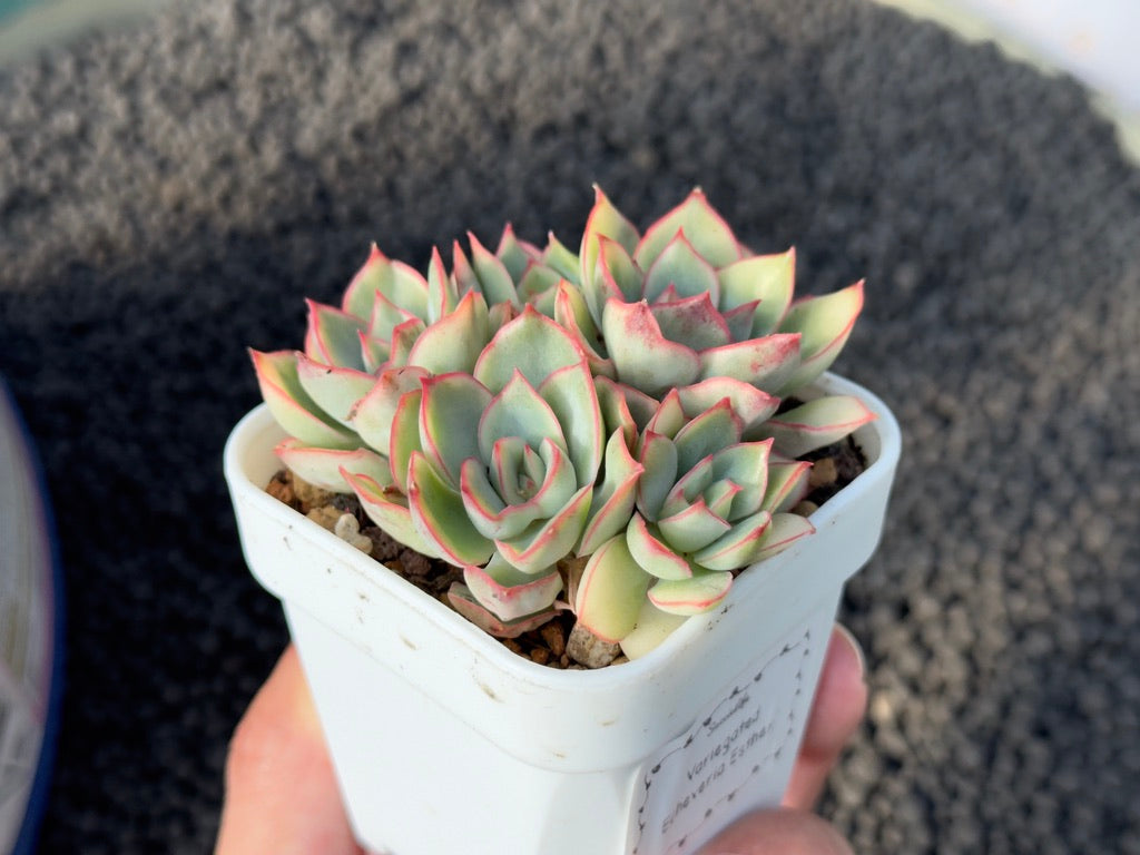 Variegated Echeveria Esther Korean Succulent Plant