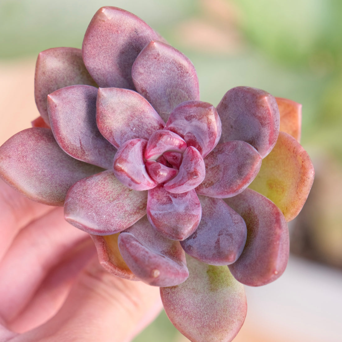 Echeveria Pink Tulip Korean Succulent Plant
