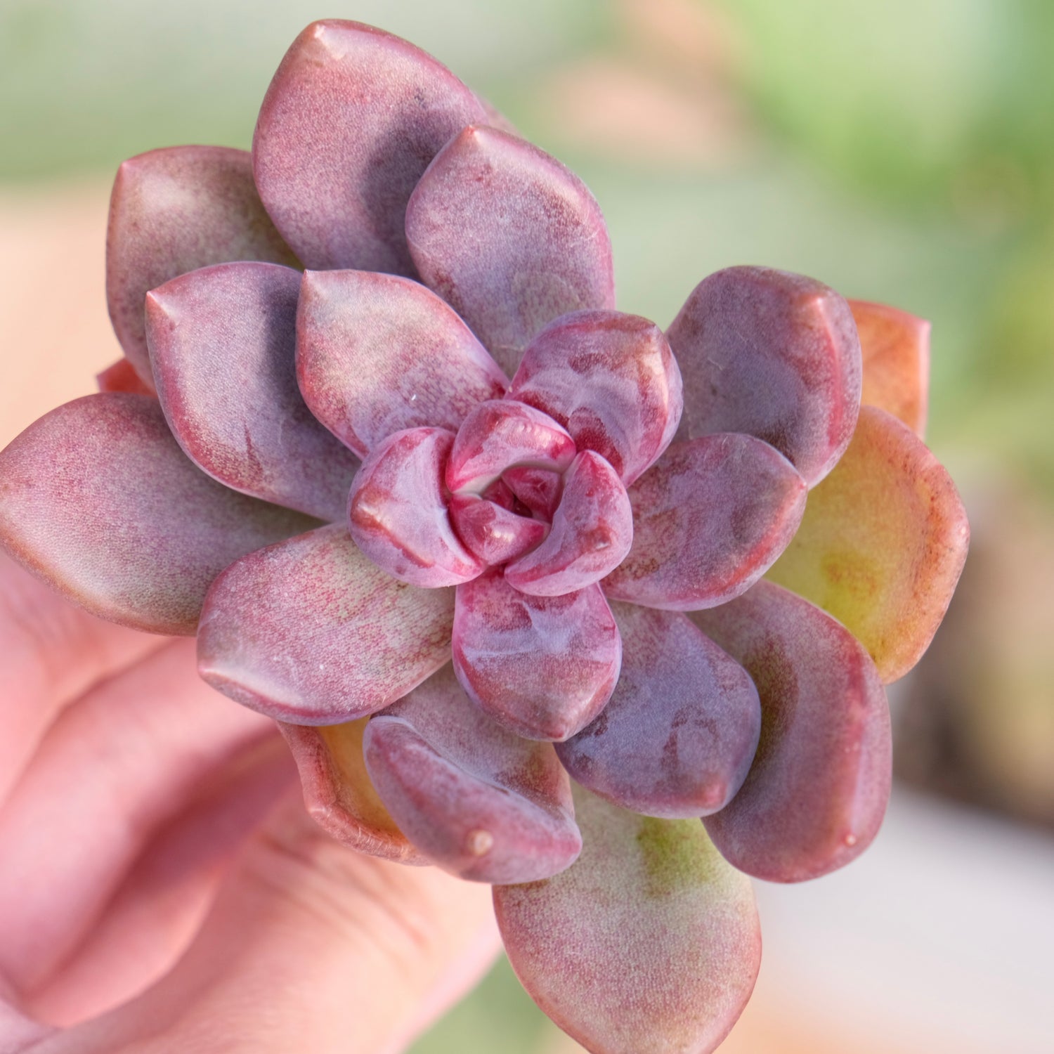 Echeveria Pink Tulip Korean Succulent Plant