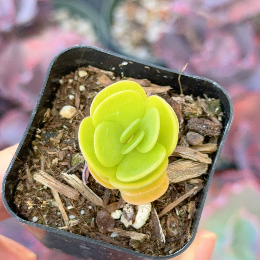 Portulaca molokiniensis Succulent Plant