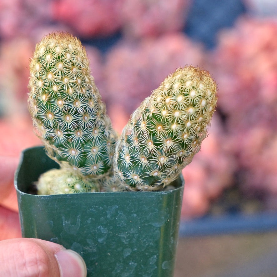 Mammillaria elongata Succulent Plant