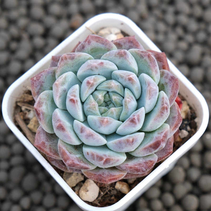 Echeveria hyalina hybrid Korean Succulent Plant