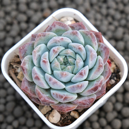 Echeveria hyalina hybrid Korean Succulent Plant