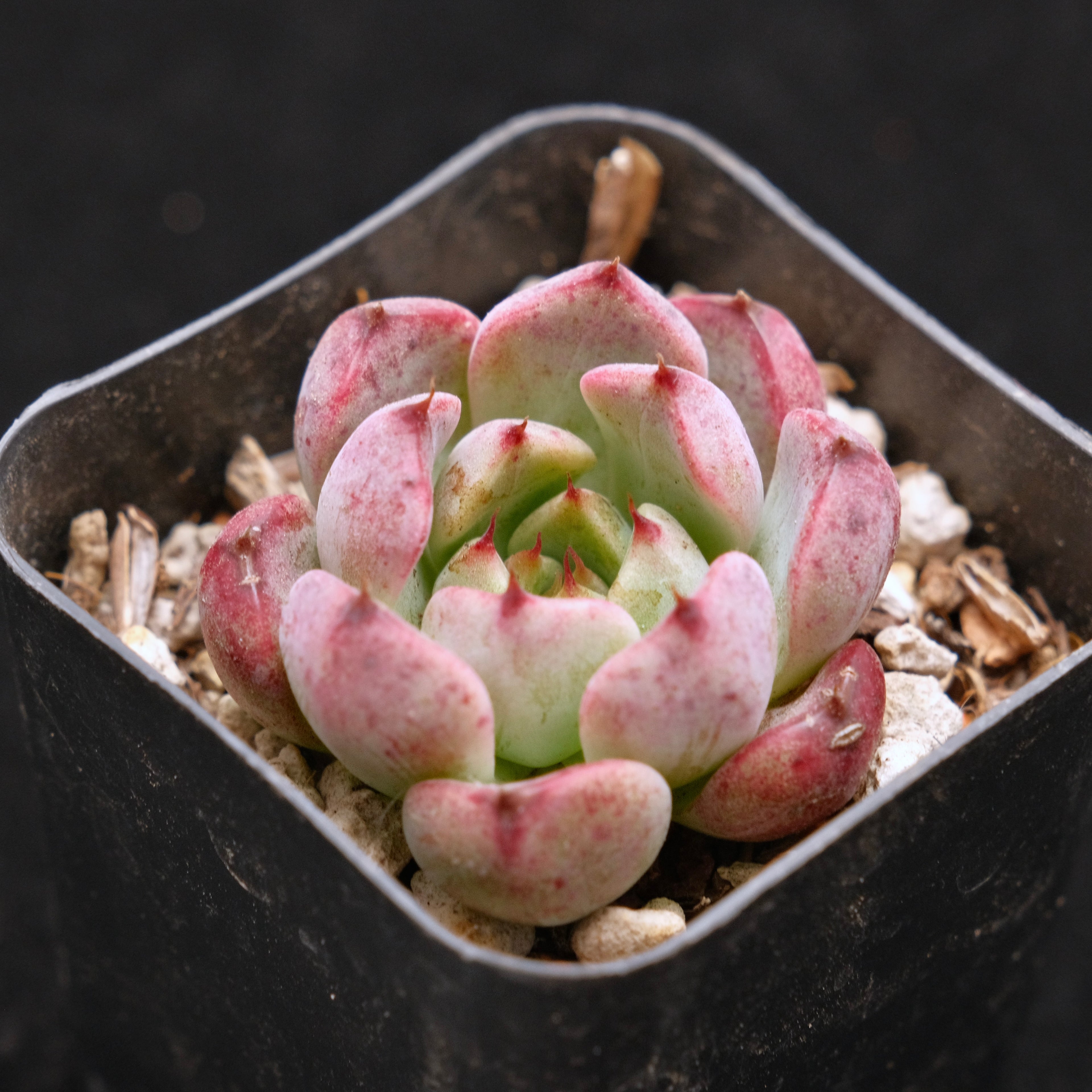 Echeveria Sarahime x Rubin Korean Succulent Plant Changhee Hybrid