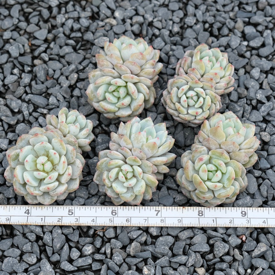 Echeveria Monroe hybrid Imported Succulent Plant