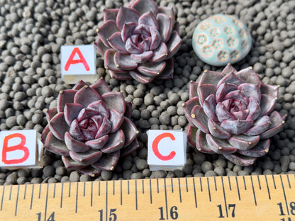 Echeveria Magenta Korean Succulent Plant