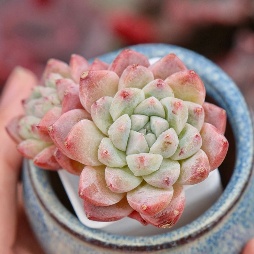 Echeveria Alba Beauty Imported Succulent Plant