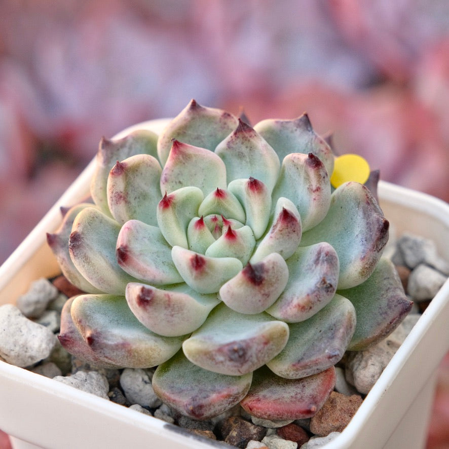 Echeveria Sakura Drop Korean Succulent Plant