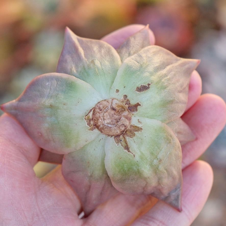 Variegated Echeveria Jade Star Korean Succulent Plant 玉星锦