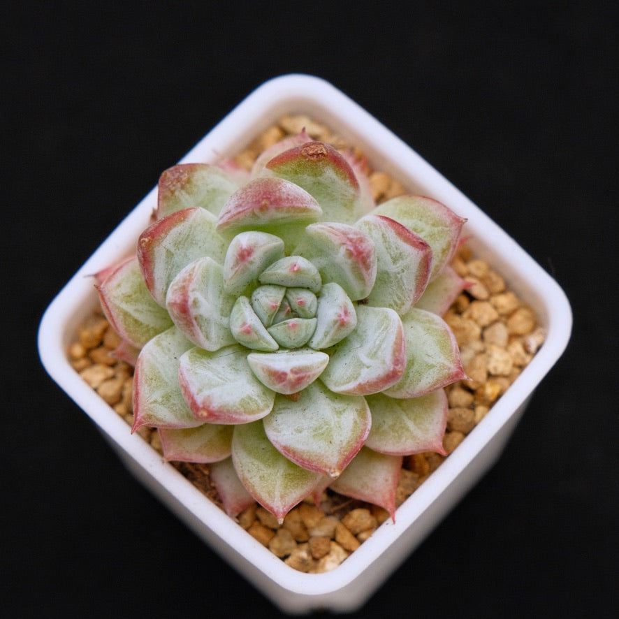 Echeveria &