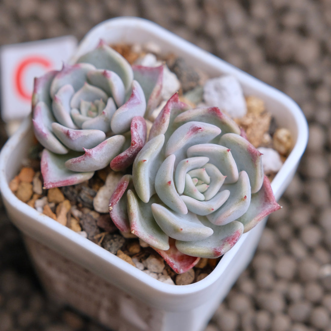 Echeveria Kiss me (Changhee hybrid) Korean Succulent Plant - C