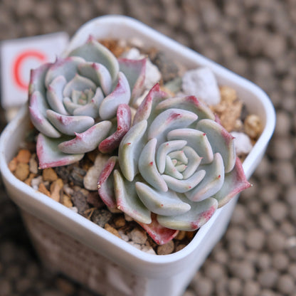 Echeveria Kiss me (Changhee hybrid) Korean Succulent Plant - C
