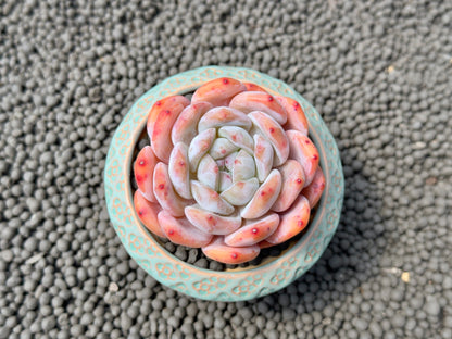 Echeveria Monroe Korean Succulent Plant