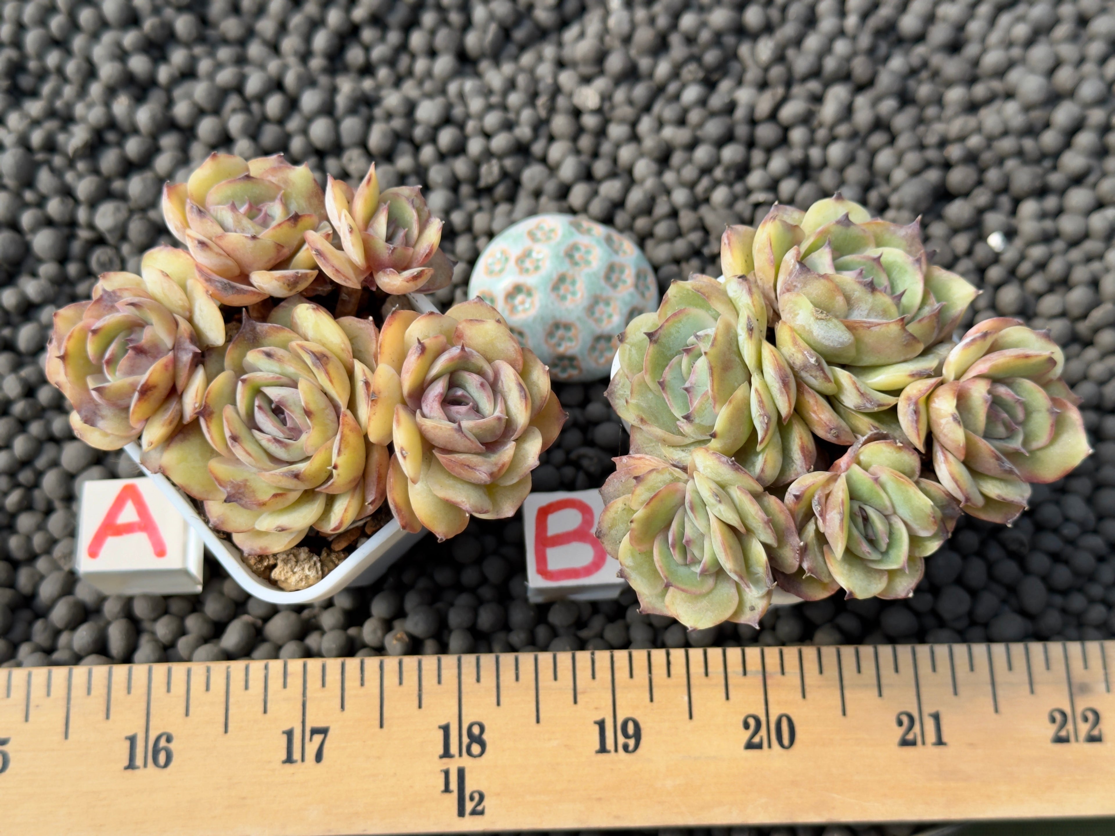 Echeveria Onslow Imported Succulent Plant