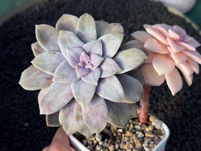 Variegated Graptopetalum Superbum Imported Succulent Plant