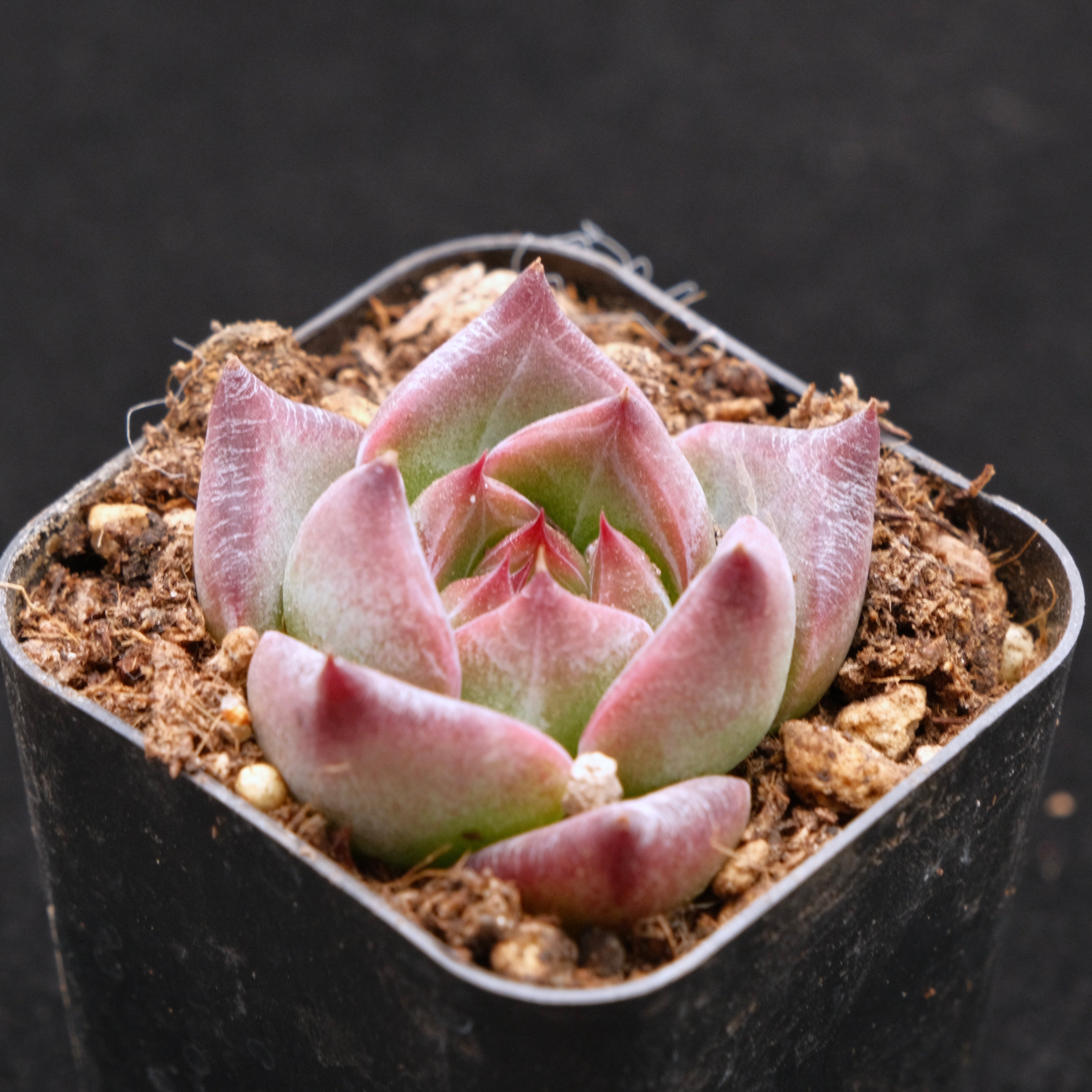 Echeveria Pink Champaign x Colorata Korean Succulent Plant