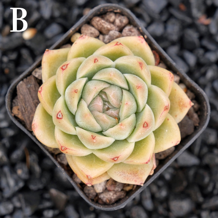 Echeveria Mario B Korean Imported Succulent Plant