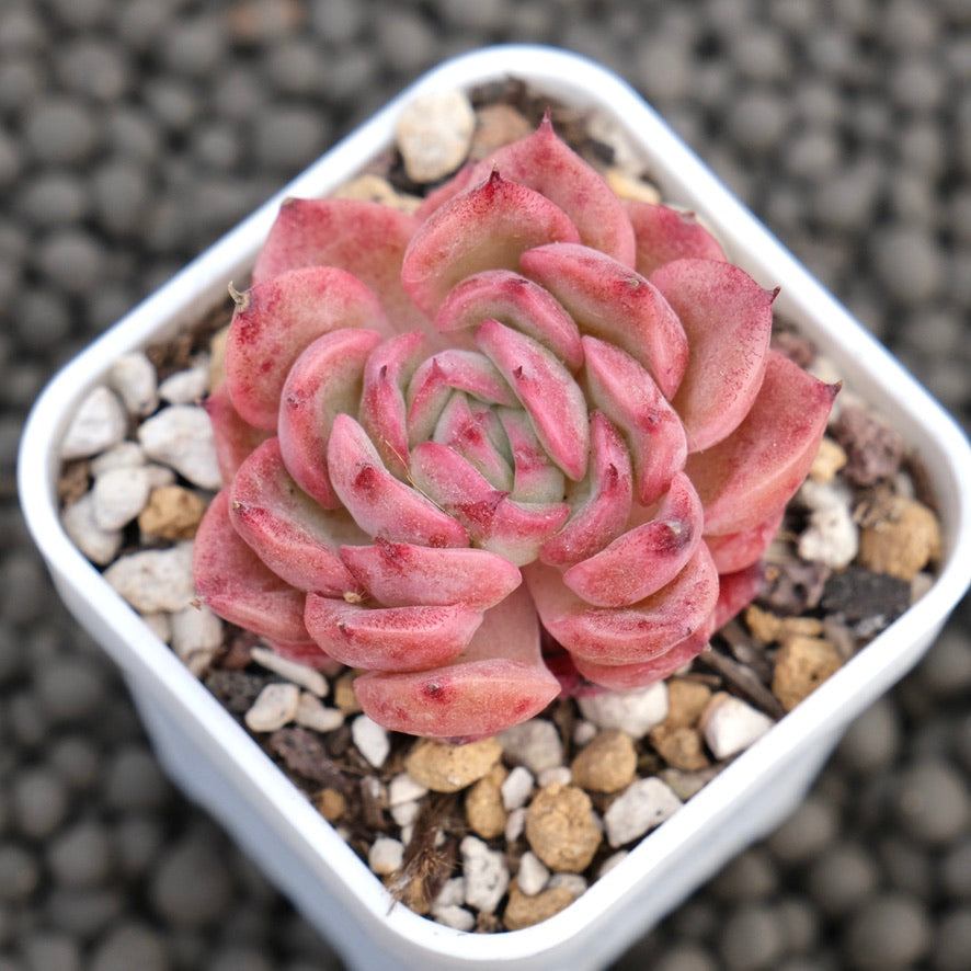 Echeveria Pink Tesla Korean Succulent Plant Hwaga Hybrid