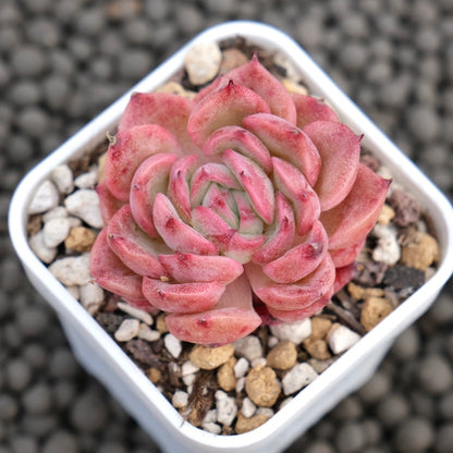 Echeveria Pink Tesla Korean Succulent Plant Hwaga Hybrid