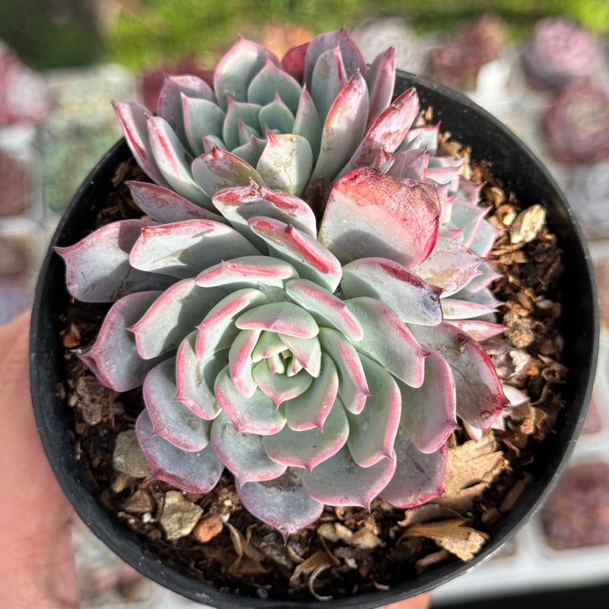 Echeveria Laurensis Succulent Plant