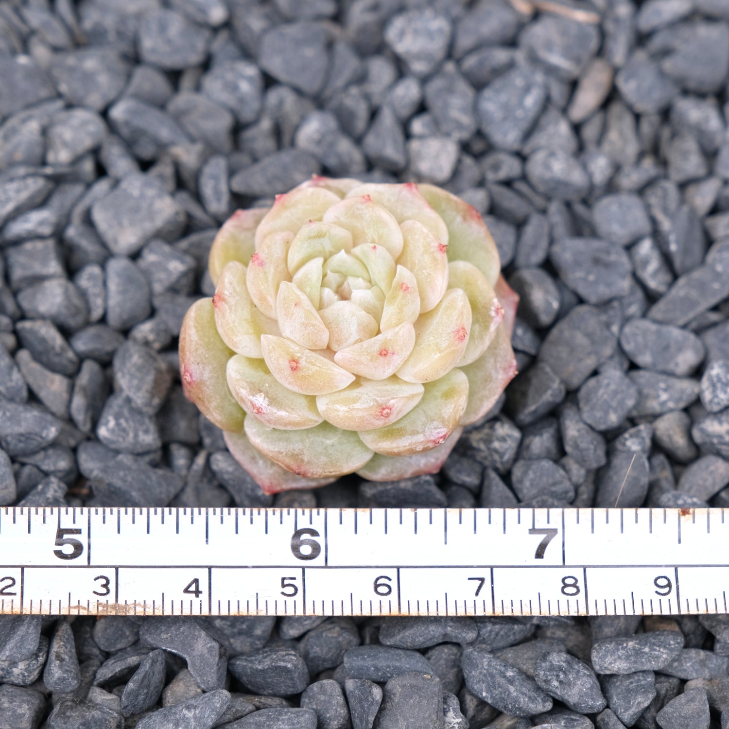 Echeveria Pure Love Korean Succulent Plant Changhee hybrid