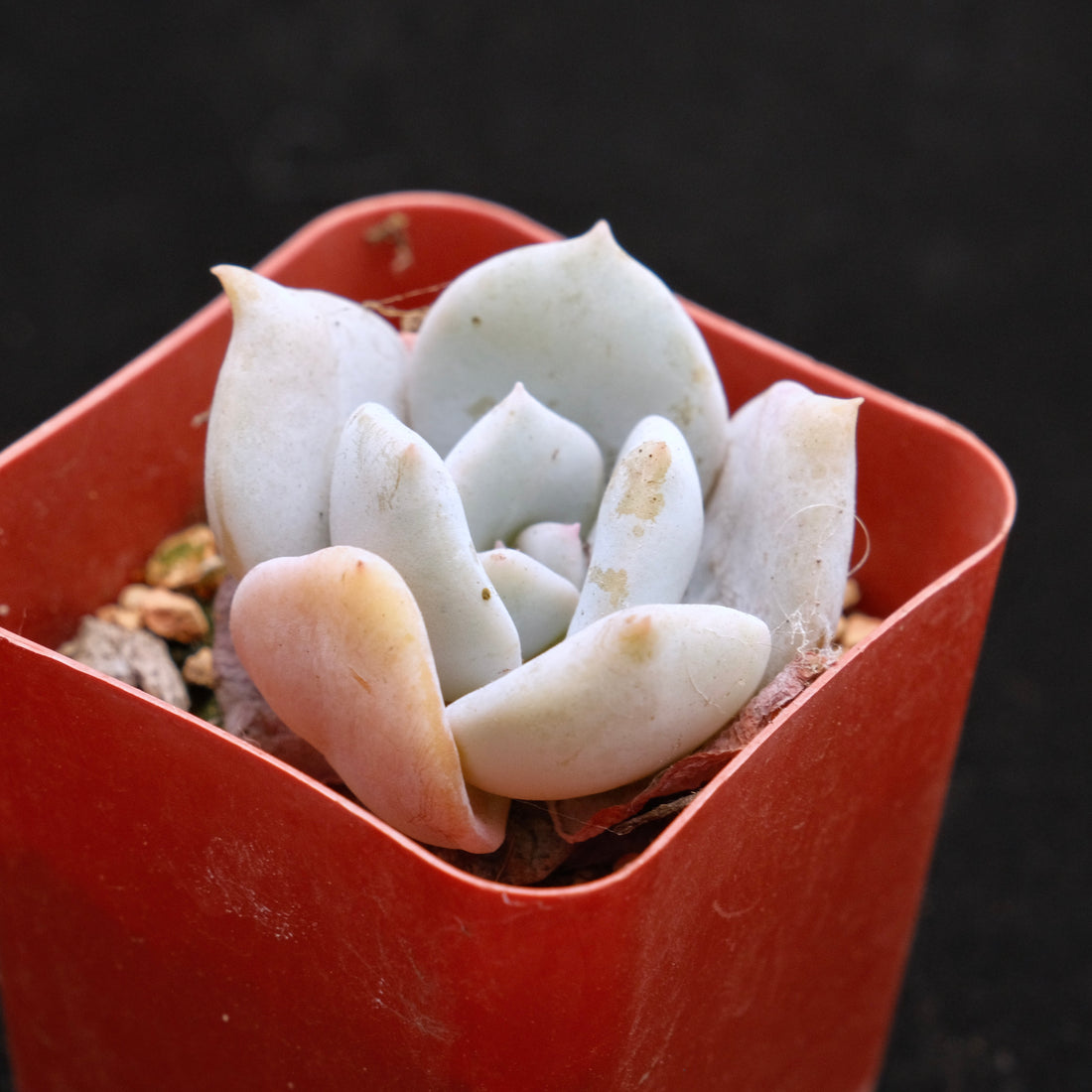 Echeveria laui hybrid Korean Succulent Plant