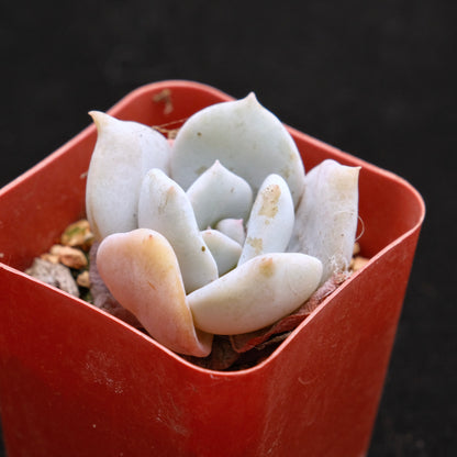 Echeveria laui hybrid Korean Succulent Plant