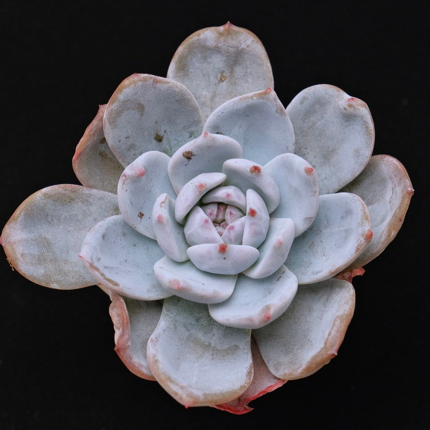 Echeveria Cream Sun Korean Succulent Plant