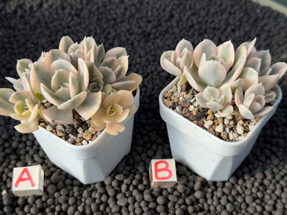 Variegated Echeveria Runyonii Succulent Plant