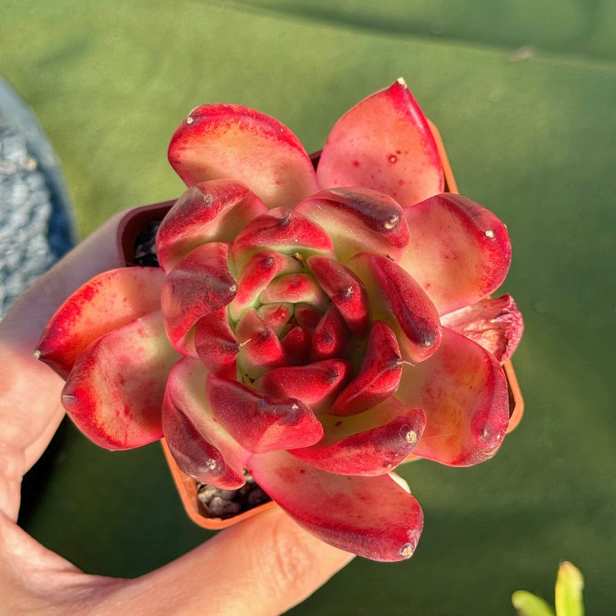 Echeveria agavoides Frank Reinelt Succulent Plant