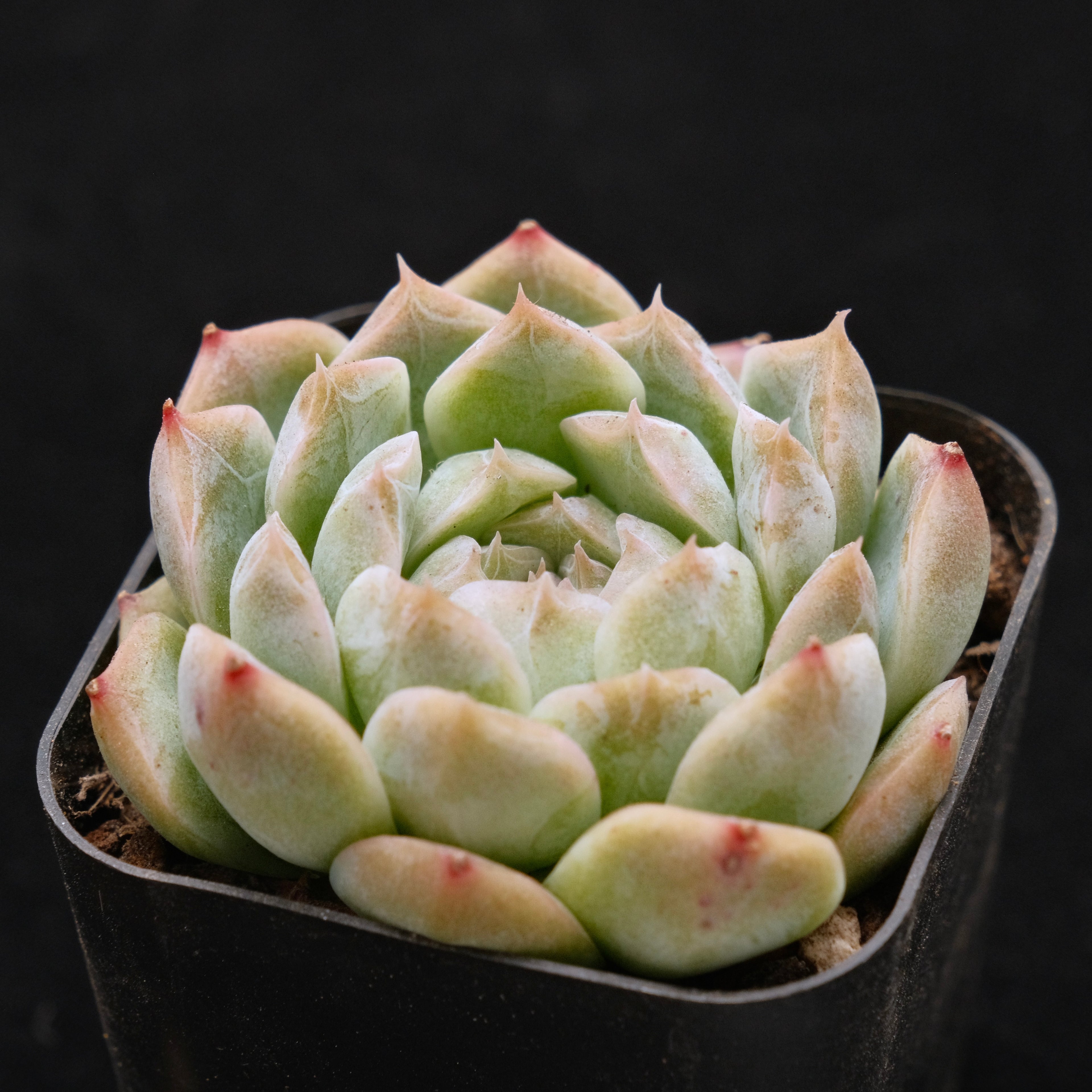 Echeveria Chaumet Korean Succulent Plant *Rare*