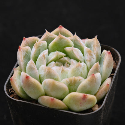 Echeveria Chaumet Korean Succulent Plant *Rare*