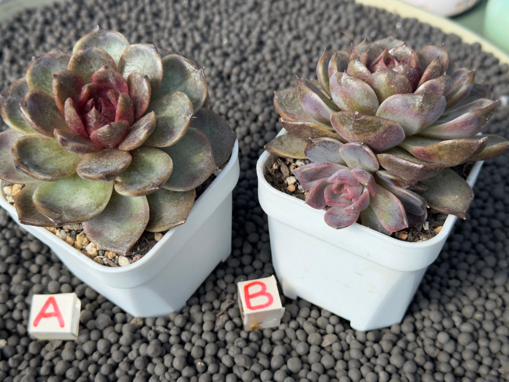 Big Echeveria Black Rose hybrid Korean Succulent Plant