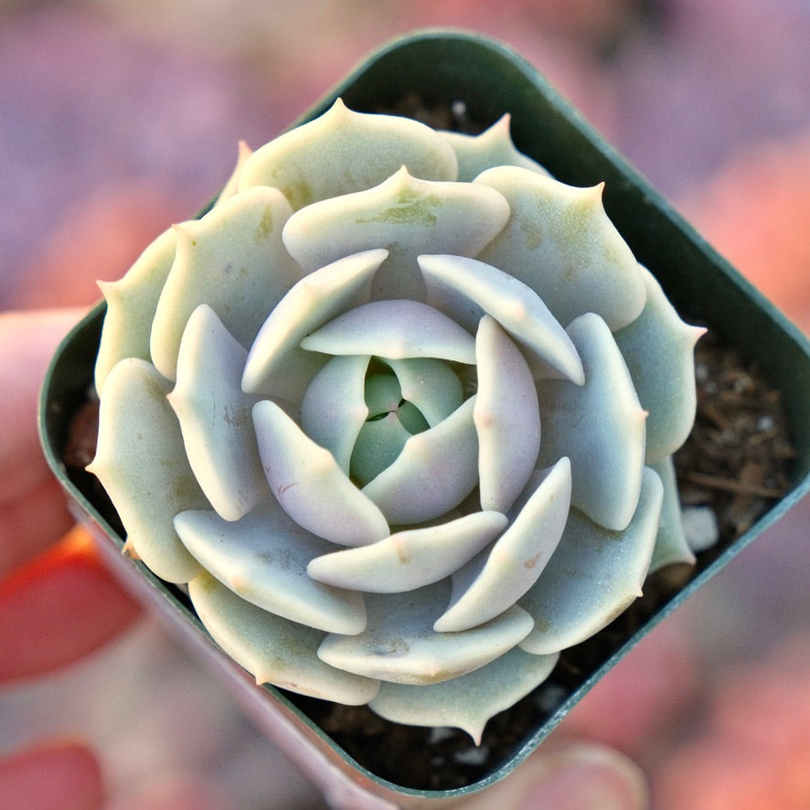 Echeveria Lola Succulent Plant