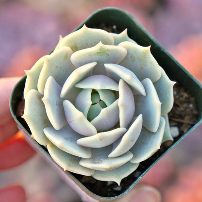 Echeveria Lola Succulent Plant