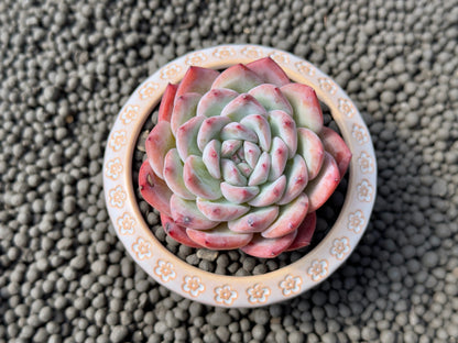 Echeveria hybrid Korean Succulent Plant