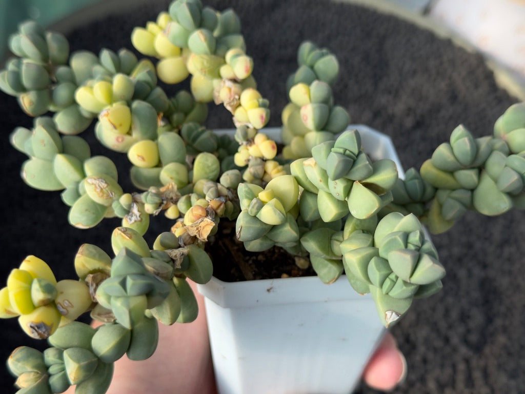 Variegated Corpuscularia lehmannii Korean Succulent Plant