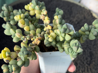 Variegated Corpuscularia lehmannii Korean Succulent Plant