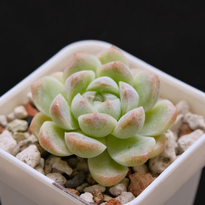 Echeveria hybrid imported Succulent Plant
