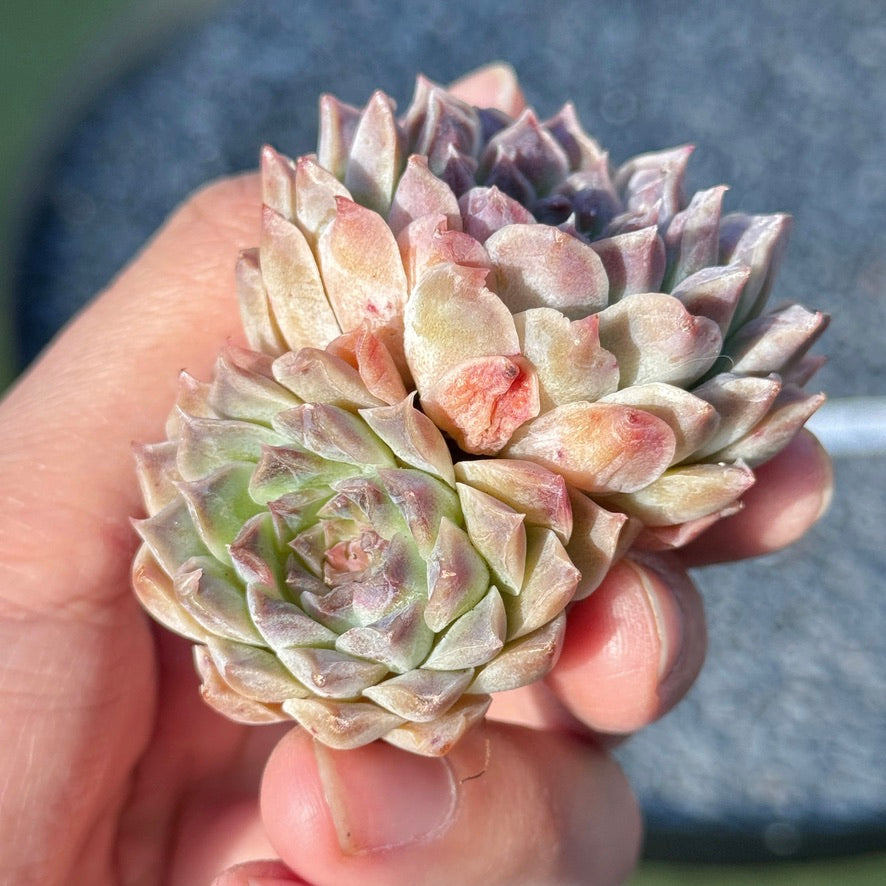 Echeveria Hearts Choice Succulent Plant