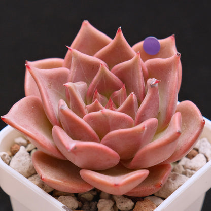 Echeveria Silonica Korean Succulent Plant