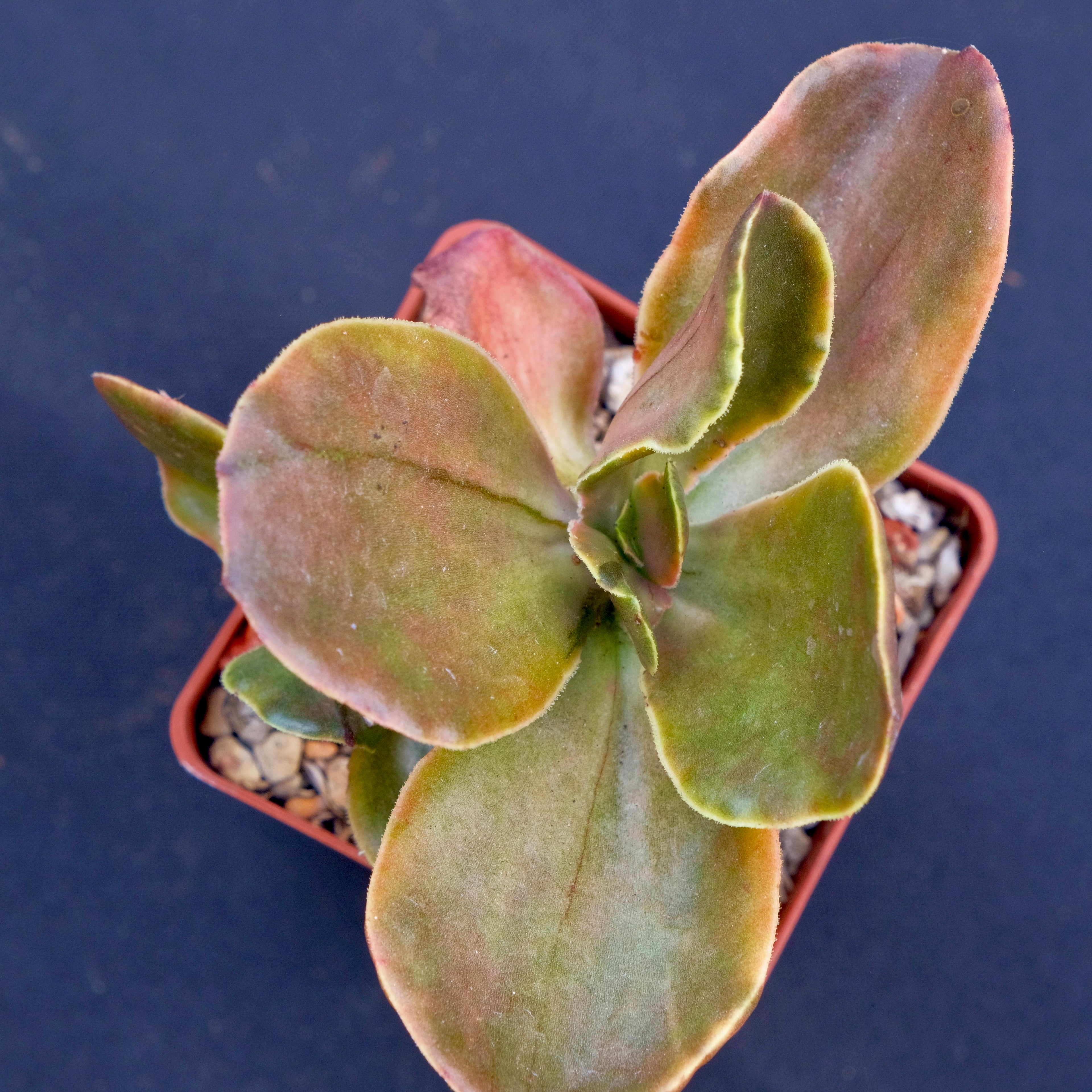 Variegated Echeveria fimbriata Rare Korean Imported Succulent