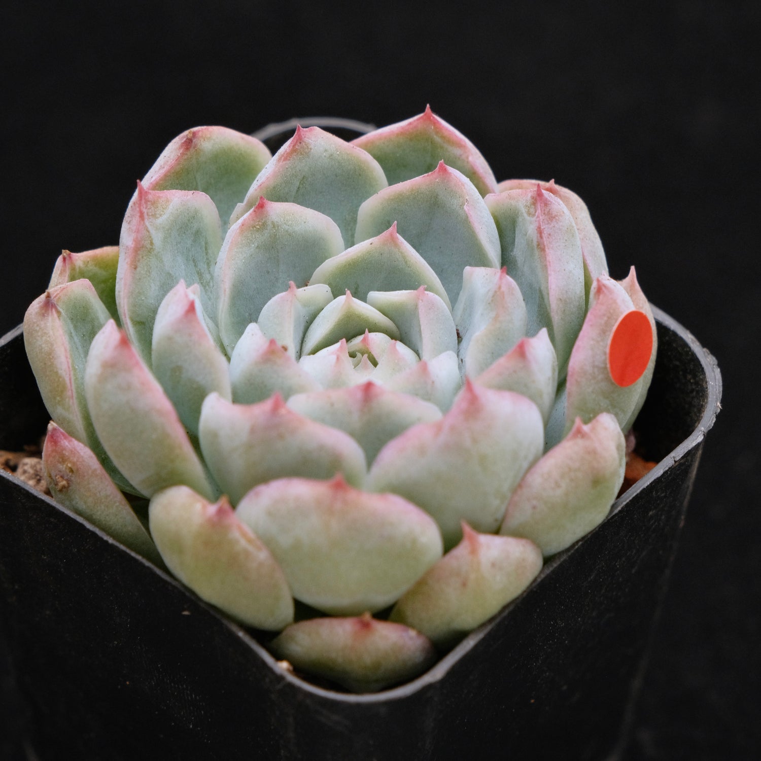 Echeveria hybrid Korean Succulent Plant (gets facets)