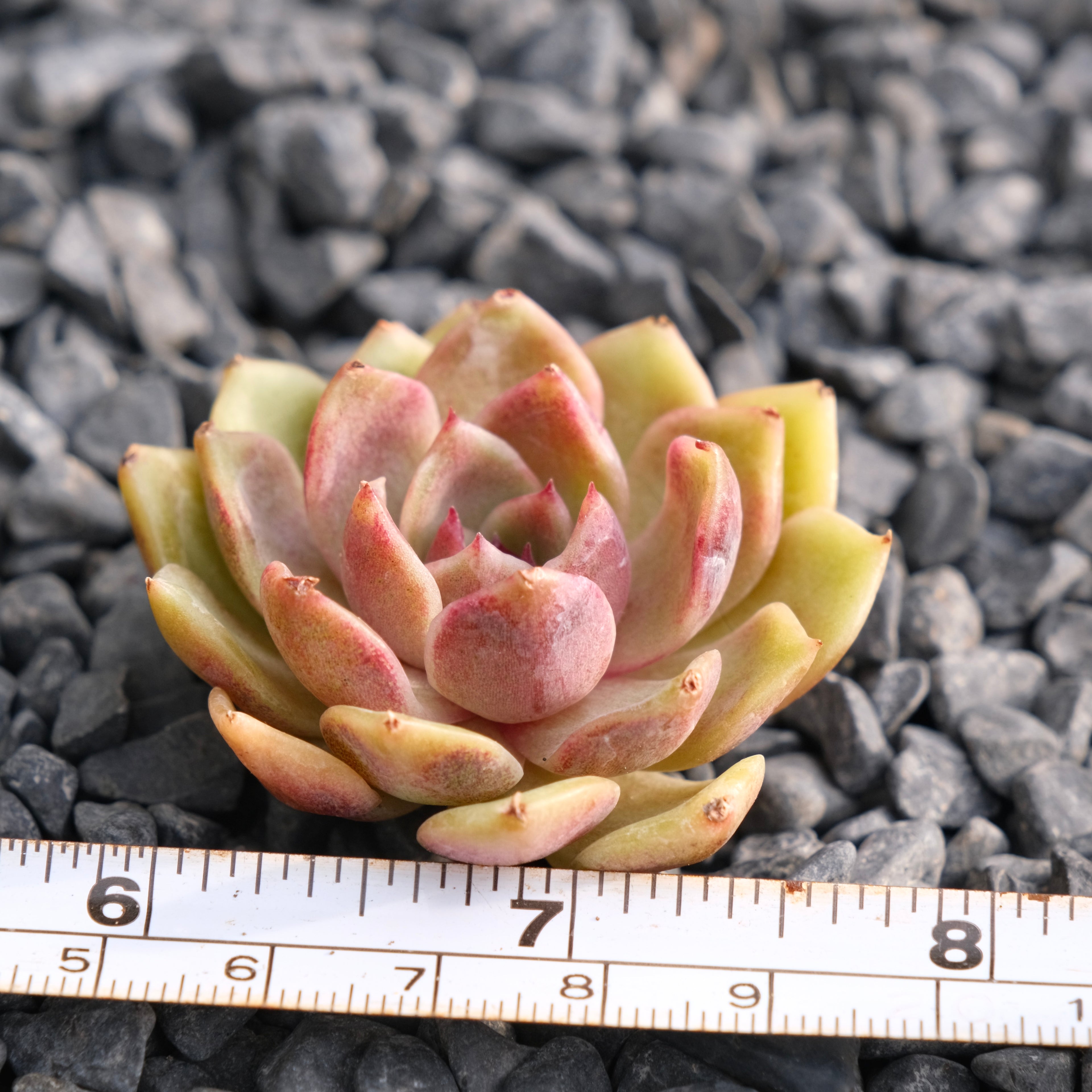 Echeveria Toy Flower Korean Succulent Plant Rare Hwaga hybrid