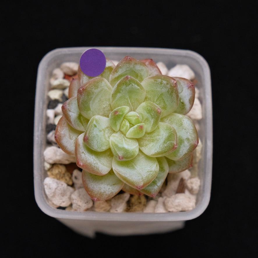 Echeveria Tiamo Korean Succulent Plant